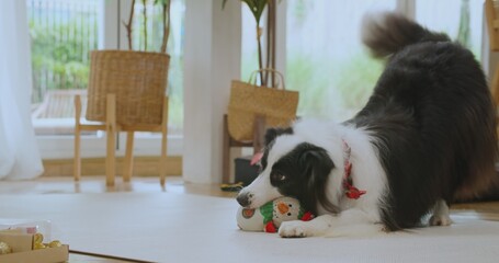 Happy woman enjoy playing with cute friend border collie dog at cozy house in christmas time. Young...