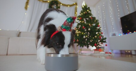 Portrait dog eating close-up. Border collie puppy having meal from metal bowl in Christmas festive decorated living room. Food delivey for happy animal. Pet shop. New Year winter holidays celebration.