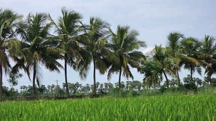 Rice green leaf plant with coconut tree blue sky and clouds