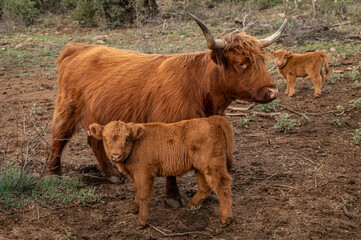 Highland Cow and Calves
