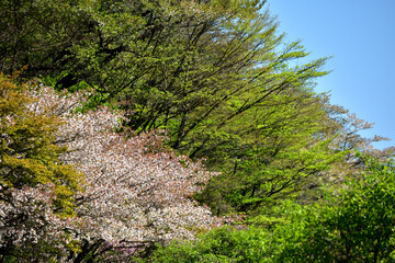 Fototapeta na wymiar 満開の桜に出会える最明寺史跡公園（至福の春の時間）