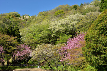 Fototapeta na wymiar 満開の桜に出会える最明寺史跡公園（至福の春の時間）
