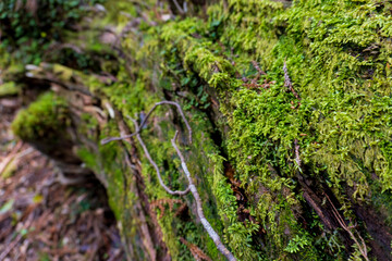 Trail from Shin Takatsuka Hut to Takatsuka Hut in Yakushima