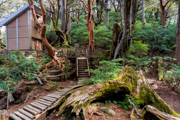 Takatsuka Hut on Yakushima Island