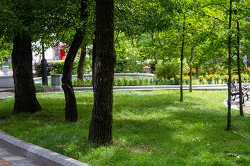 Green smooth lawn and trees in the park in summer