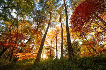 日本の秋、森のカラフルな紅葉、午後の日差しの木漏れ日