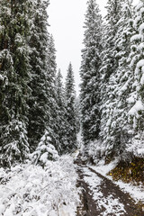 snowy forest near the Lake Kaindy in the Kungei Alatau gorge, Kazakhstan