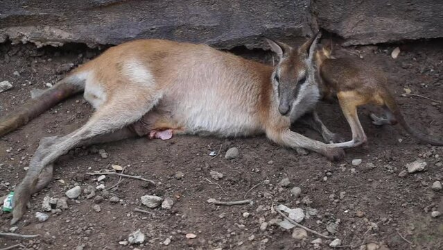 Eastern rabbit wallabies or kangaroos are relaxing under a tree. This marsupial animal has the scientific name Lagorchestes leporides.