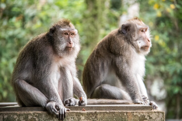 Macaque WilfLife: Exploring the Monkey Forest in Ubud, Bali