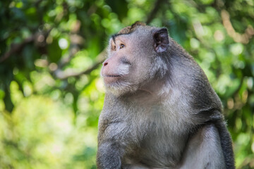Macaque WilfLife: Exploring the Monkey Forest in Ubud, Bali