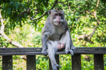 Naklejka na ściany i meble Macaque WilfLife: Exploring the Monkey Forest in Ubud, Bali