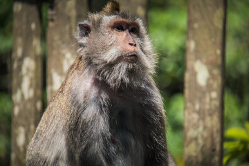 Macaque WilfLife: Exploring the Monkey Forest in Ubud, Bali
