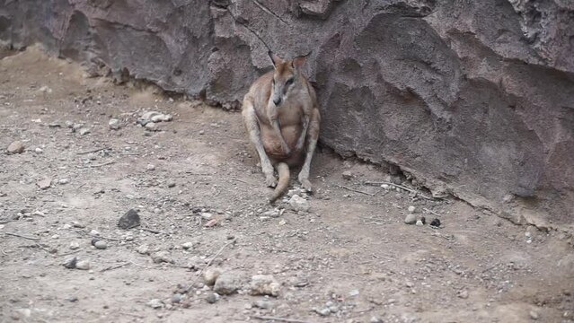 Eastern rabbit wallabies or kangaroos are relaxing under a tree. This marsupial animal has the scientific name Lagorchestes leporides.