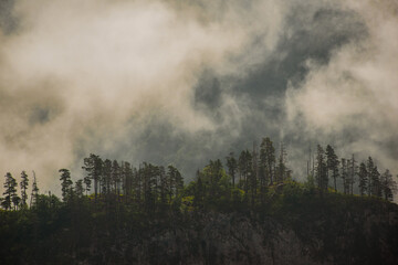 pine trees on a rock among clouds at dawn