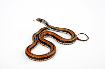 Gestreifte Fischnatter, Indonesische Wassernatter // Banded Keelback, Striped Keelback (Xenochrophis vittatus / Ceratophallus vittatus) 