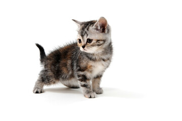 a small fluffy kitten on a white isolated background