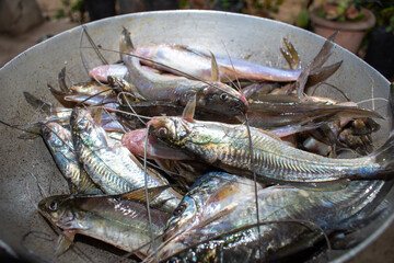 Freshwater Tengra fish, Tengara mystus on market