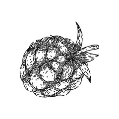 raw blackberry hand drawn. ripe dessert, fresh group, healthy summer raw blackberry vector sketch. isolated color illustration