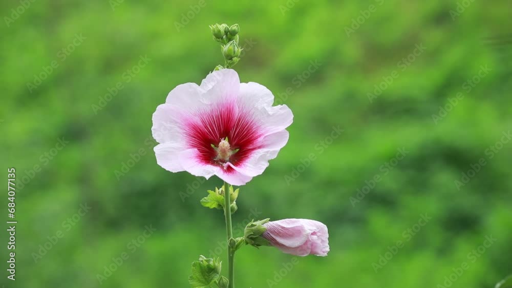 Poster beautiful hollyhock flowers in the garden