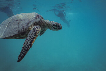 Fototapeta premium Snorkeling with Wild Hawaiian Green Sea Turtles near Waikiki 