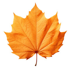 Obraz premium Autumn maple leaf isolated on a transparent background, autumn leaves PNG