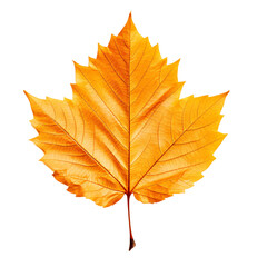 Obraz premium Autumn maple leaf isolated on a transparent background, autumn leaves PNG