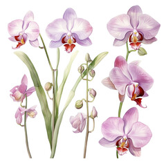 watercolor orchid isolated on white