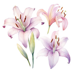 watercolor retro style lily illustration