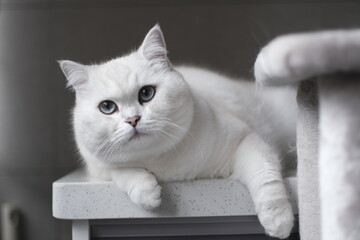 White silver dot cat sitting on the catwalk table