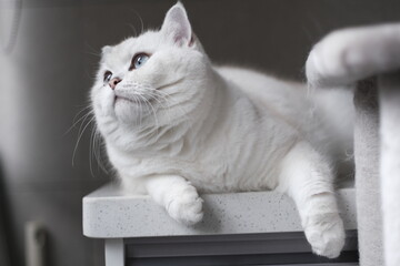 White silver dot cat sitting on the catwalk table