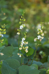 Flat Hyacinth beans or Lablab purpureus in field	
