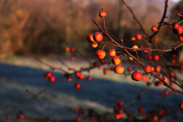Small red apples on branch in the winter garden with copy space. Winter background with selective...