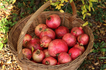 Red ripe Pomegranate fruits in a wicker basket under a Pomegranete bush with yellow leaves