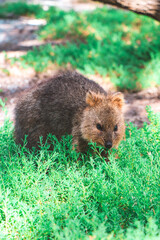 Fototapeta premium Close up of a quokka at Rottnest Island