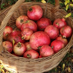 Red ripe Pomegranate fruits in a wicker basket under a Pomegranete bush with yellow leaves