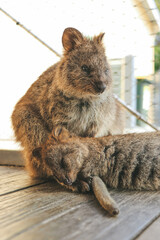 Close up of a mother quokka and a baby at Rottnest Island