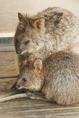 Close up of a mother quokka and a baby at Rottnest Island