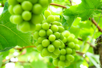 シャインマスカット３