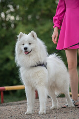 Beautiful purebred Samoyed dog plays outdoors in summer.