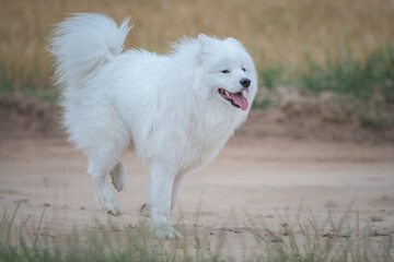 Beautiful purebred Samoyed dog plays outdoors in summer.