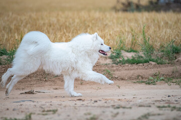 Obraz premium Beautiful purebred Samoyed dog plays outdoors in summer.