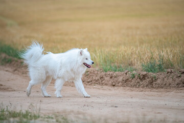 Beautiful purebred Samoyed dog plays outdoors in summer.