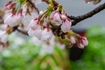 雨の日の開花間近の桜