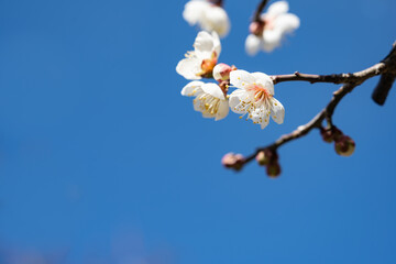 青空と白いの梅の花