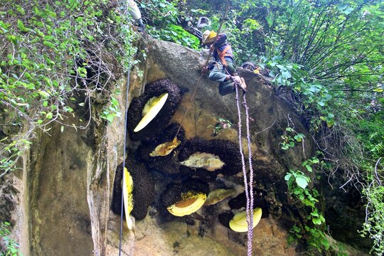 honey hunting in siurung village, lamjung
