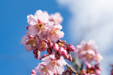 雨上がりに咲くコシノカモザクラ
