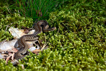 Kreuzotter // Common Adder (Vipera berus)