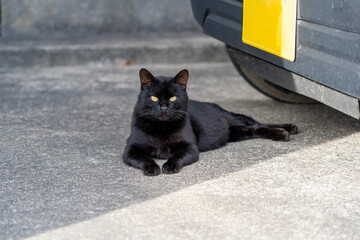 黒い車の前で横たわる黒い猫