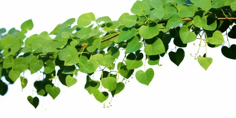 Foto op Canvas Bush grape or three-leaved wild vine cayratia (Cayratia trifolia) liana ivy plant bush, nature frame jungle border, Generative AI  © StockElysium