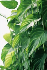 Abstract tropical green leaves pattern on white background, lush foliage of giant golden pothos or Devil’s ivy (Epipremnum aureum) the tropic plant, Generative AI 